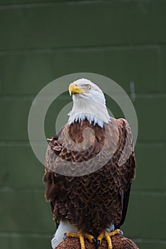 Bald Eagle Perched on a Log