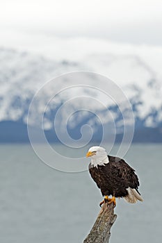 Bald Eagle perched over Kenai Peninsula Alaska
