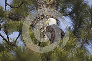 Bald eagle perched in pine tree