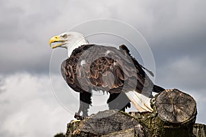 Bald Eagle Perched Resting