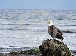 Bald Eagle perched on rock