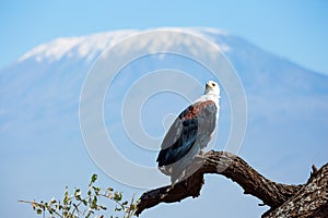 Bald eagle perched on thick branch