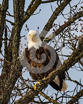 Bald Eagle Perched in Tree