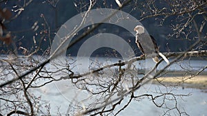 Bald eagle perched in a tree 4K UHD