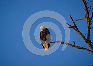 Bald eagle perched on a tree against a clear blue sky