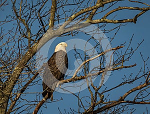 Bald Eagle perched in tree blue sky background