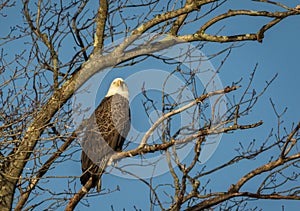 Bald Eagle perched in tree blue sky background