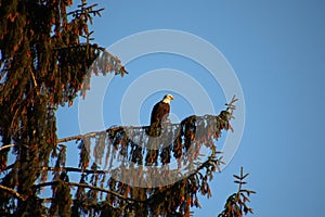 A bald eagle perched on a tree branch