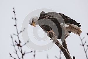 Bald eagle perched on the tree branch