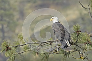 Bald eagle perched on a tree branch