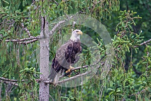 Bald eagle perched on a tree branch looking for prey