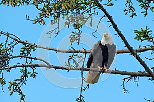 Bald eagle perched in tree