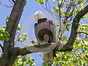 Bald Eagle perched in a tree