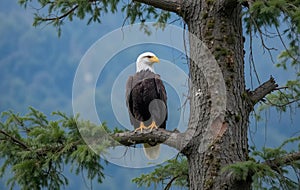 Majestic Bald Eagle Perched on a Tree Branch