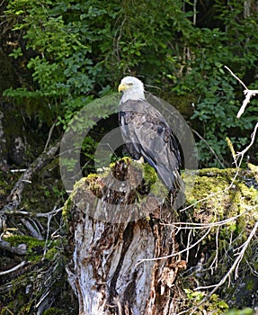 Bald eagle perched on tree stump in forest