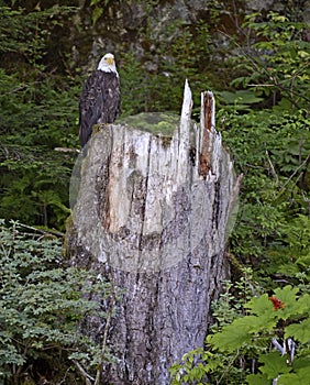 Bald eagle perched on tree stump in the forest