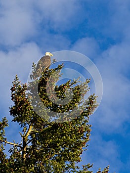 Bald Eagle perched on a tree top