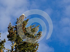 Bald Eagle perched on a tree top