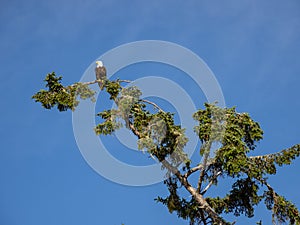 Bald Eagle Perched in Tree Top, Close Up