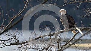 Bald eagle perched in a tree zoom 4K UHD