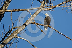 Bald Eagle Perched in the Winter Tree