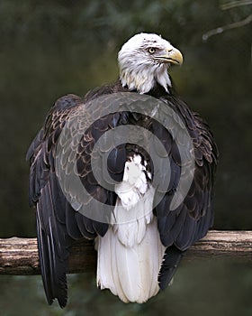 Bald Eagle Photos. Pictures. Image. Portrait. Perched looking at the right with spread wings.  Bokeh background