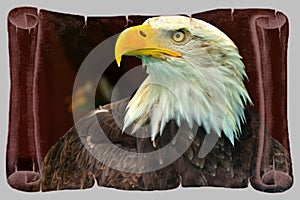 Bald eagle picture