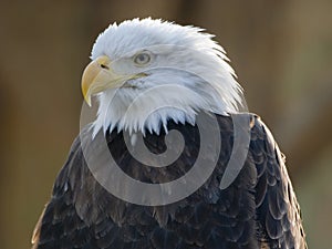 Bald eagle portrait