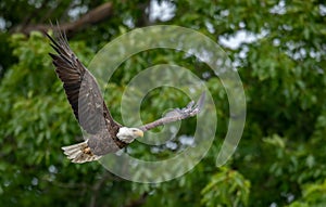 Bald Eagle Portrait