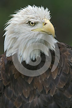 Bald Eagle Portrait