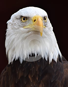 Bald Eagle Portrait