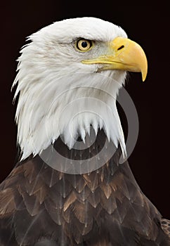 Bald Eagle Portrait