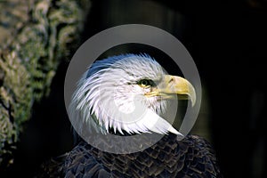 Bald Eagle Portrait  21620