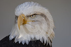 Bald Eagle Portrait