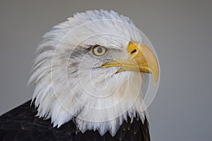 Bald Eagle Portrait