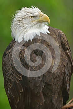 Bald Eagle Portrait