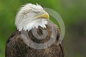 Bald Eagle Portrait