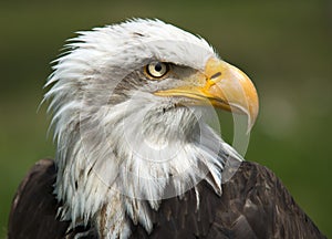 Bald Eagle Portrait