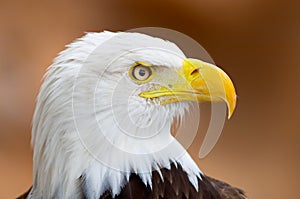 Bald eagle portrait