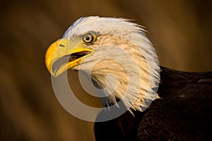 Bald Eagle Portrait