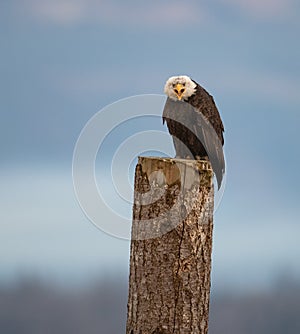 Bald Eagle Portrait