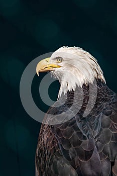 Bald eagle portrait close up from the side