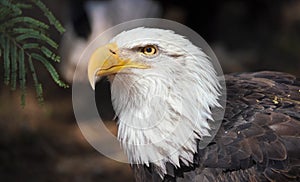 Bald Eagle Portrait in Dark Forest Background