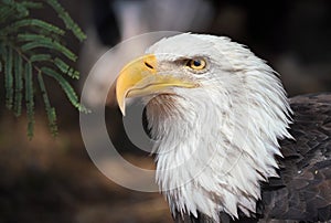 Bald Eagle Portrait in Dark Forest Background