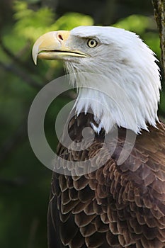 Bald eagle portrait with green background