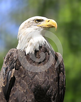 Bald eagle portrait with green background, Canada