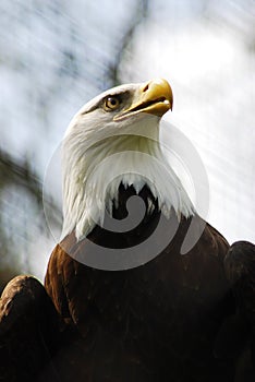 Bald Eagle Portrait (Haliaeetus Leucocephalus)