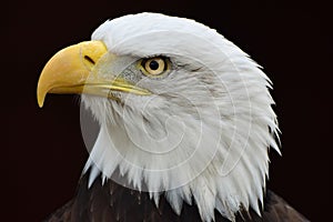 Bald Eagle Portrait