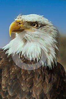 Bald eagle - portrait has a blue background