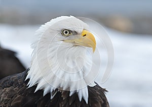 Bald eagle portrait in Homer, Alaska